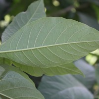 Iochroma arborescens (L.) J.M.H.Shaw